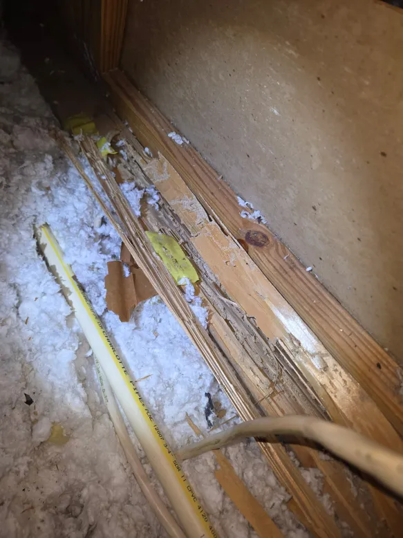 Wood members broken apart from termite damage in attic