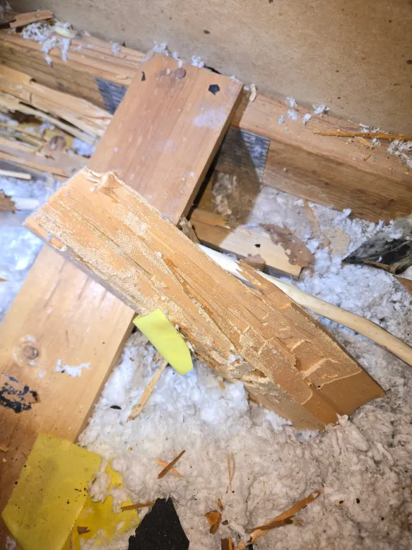 Termite-damaged attic framing discovered during inspection