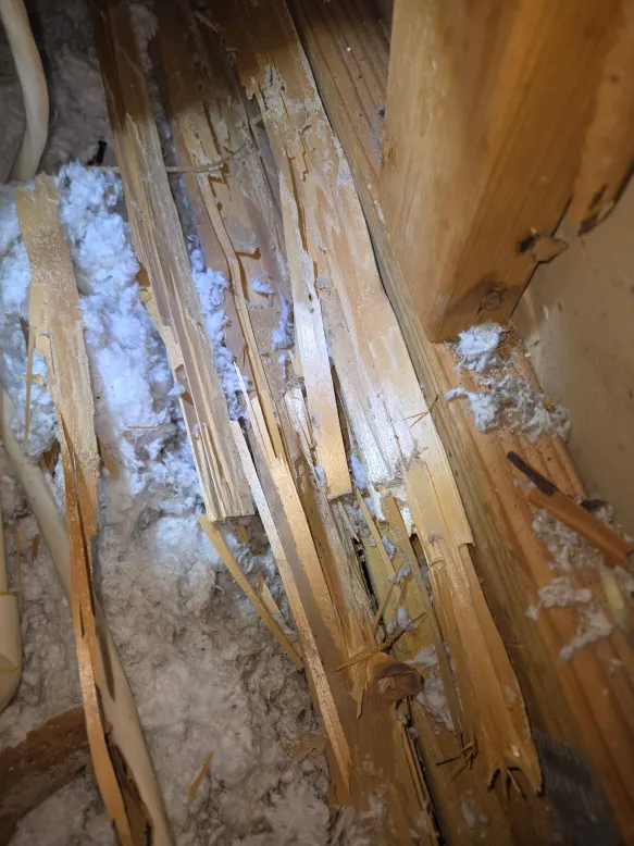 Splintered attic framing after termite destruction